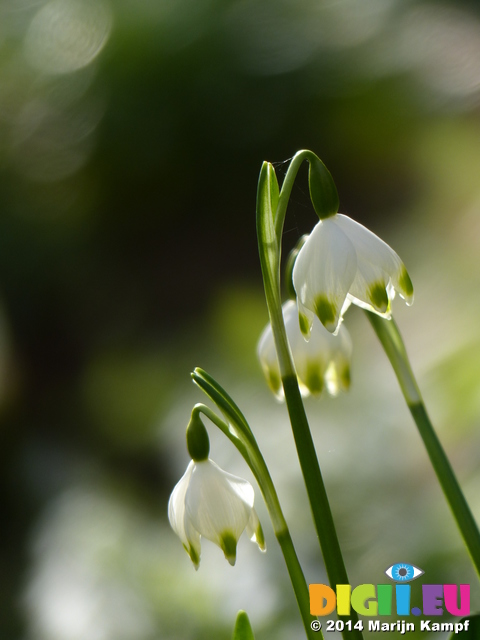 FZ003335 Spring snowflake (Leucojum vernum)